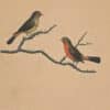 Edwards Pl. 20, Fire finches