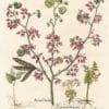 Besler Pl. 3, Judas tree, False lily-of-the-valley, Moonwort fern