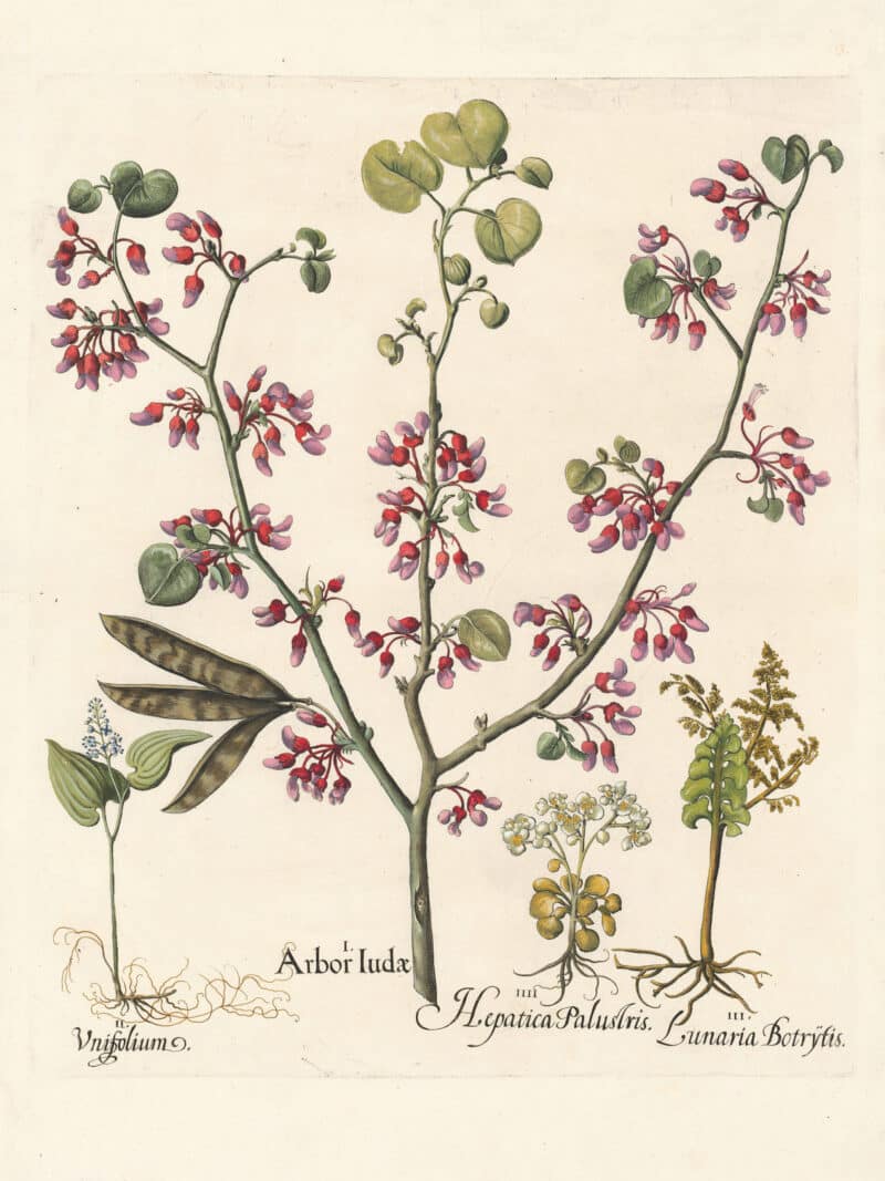 Besler Pl. 3, Judas tree, False lily-of-the-valley, Moonwort fern