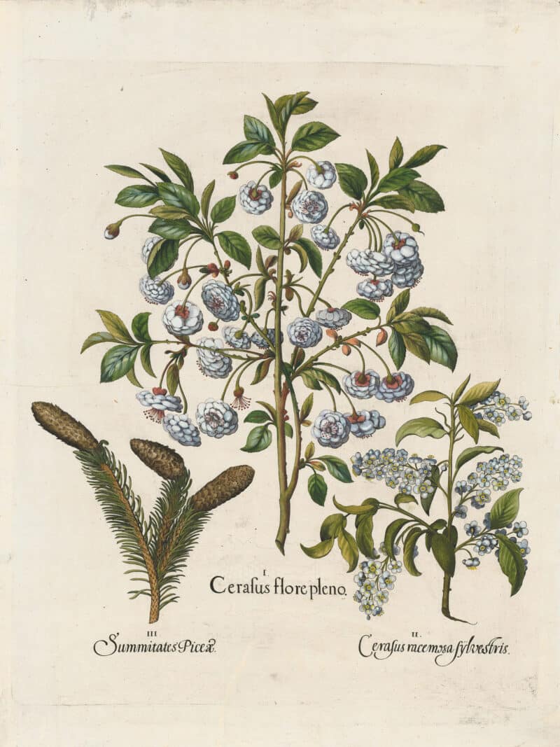 Besler Pl. 4, Double-flowered cherry, Bird cherry, Fir twigs