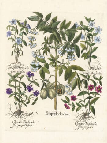 Besler Pl. 8, Laburnum, Alpine laburnum