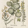 Besler Pl. 10, Snowball viburnum, Garden broom, alpine broom