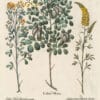 Besler Pl. 12, Bladder senna, Shrubby lucerne, Spiked broom