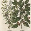 Besler Pl. 13, False lote tree (date plum), Privet