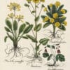 Besler Pl. 19, Doronicum, Purple avens, Garden primrose