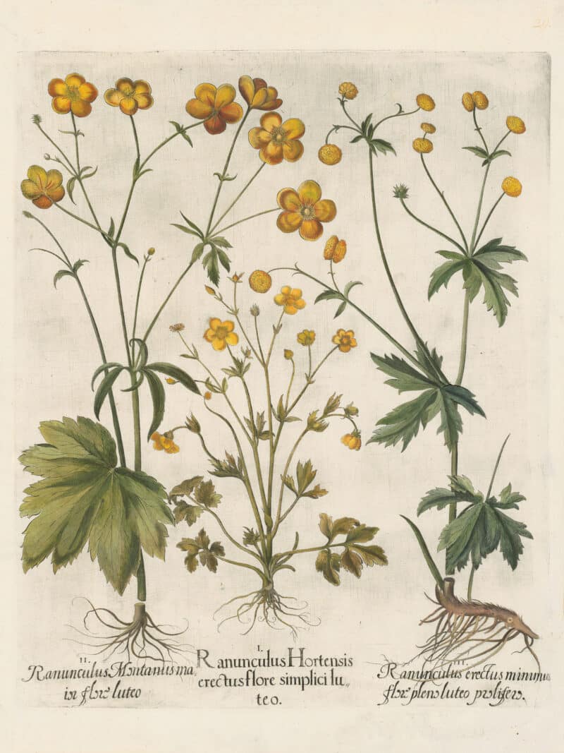Besler Pl. 29, Persion buttercup, Double-flowered buttercup et al