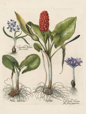 Besler Pl. 33, Cuckoopint in flower and in fruit