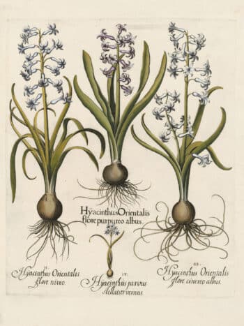 Besler Pl. 37, Hyacinth with pale lilac flowers, et al