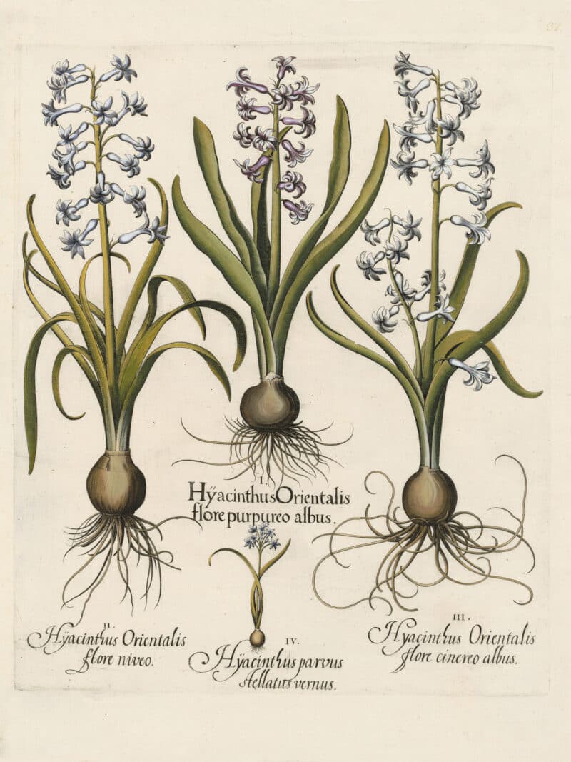 Besler Pl. 37, Hyacinth with pale lilac flowers, et al