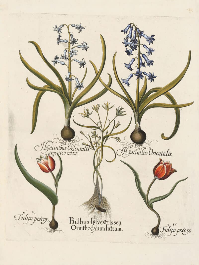 Besler Pl. 39, Yellow-star-of-Bethlehem, Hyacinth, Early tulip