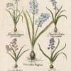Besler Pl. 40, Blue hyacinth, Wood hyacinth, et al