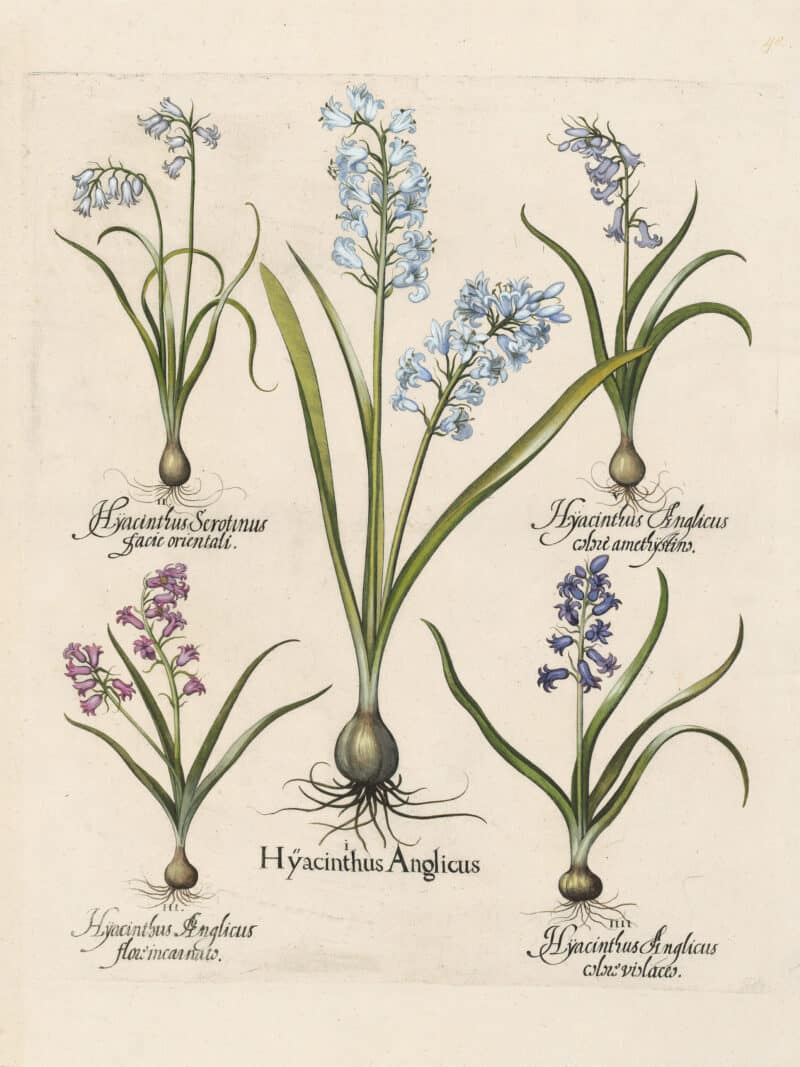 Besler Pl. 40, Blue hyacinth, Wood hyacinth, et al