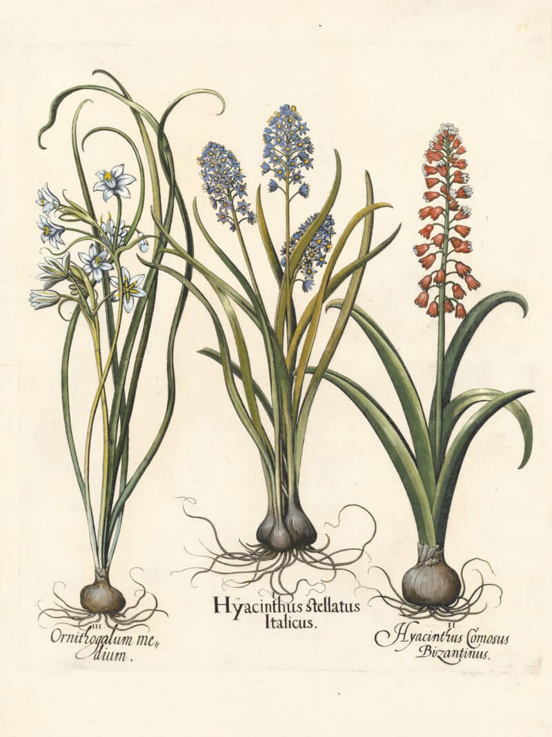 Besler Pl. 43, Italian squill, Belleval's hyacinth, Star-of-Bethlehem