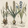 Besler Pl. 45, Large white musk hyacinth, et al