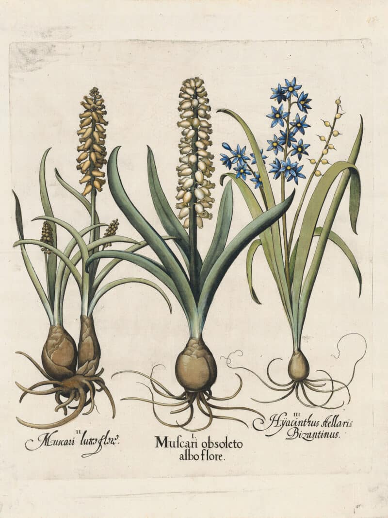 Besler Pl. 45, Large white musk hyacinth, et al