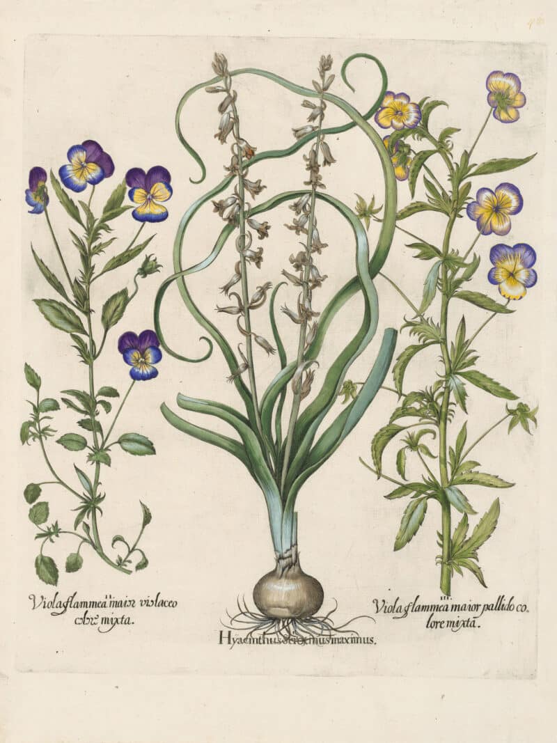 Besler Pl. 48, Late wild hyacinth, Wild purple pansy, et al