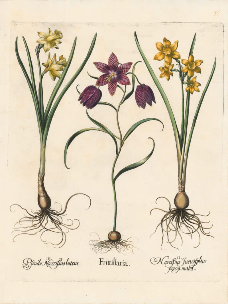 Besler Pl. 56, Fritillary, Fragrant jonquil, Garden narcissus