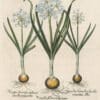 Besler Pl. 60, White polyanthus jonquils