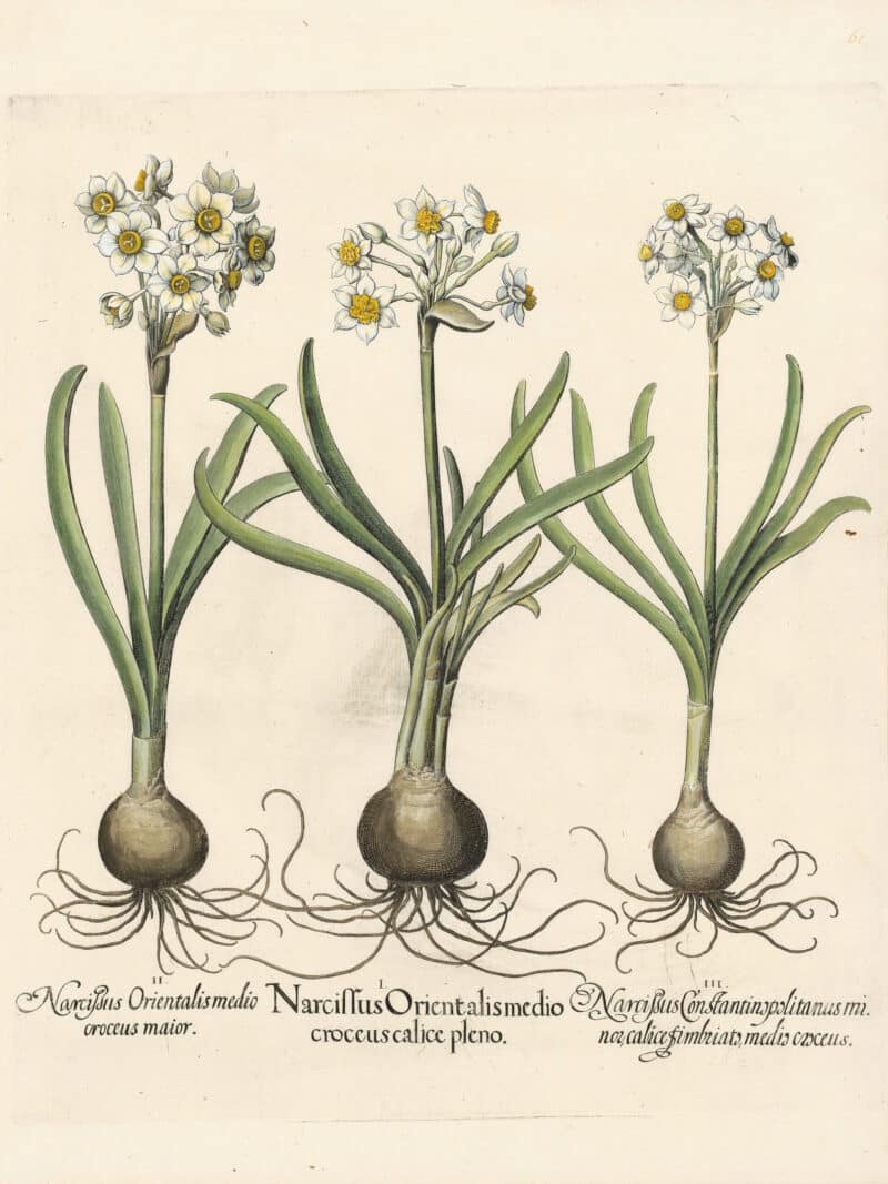 Besler Pl. 61, Polyanthus narcissi with yellow centers