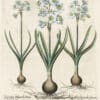 Besler Pl. 64, Polyanthus narcissi with yellow centers