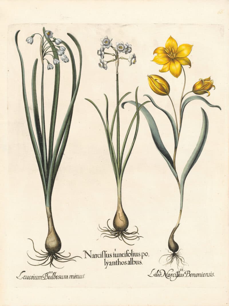 Besler Pl. 66, White polyanthus jonquil with small flowers