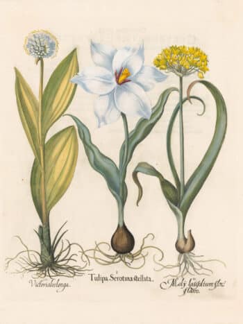 Besler Pl. 79, Late white tulip, Golden garlic, Mountain garlic