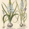 Besler Pl. 90, Star-of-Bethlehem, White long-spurred wild orchid
