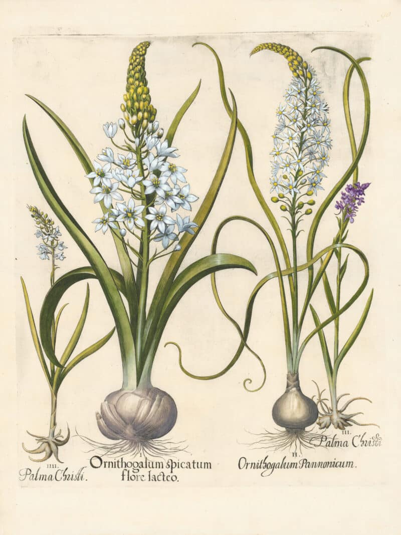 Besler Pl. 90, Star-of-Bethlehem, White long-spurred wild orchid