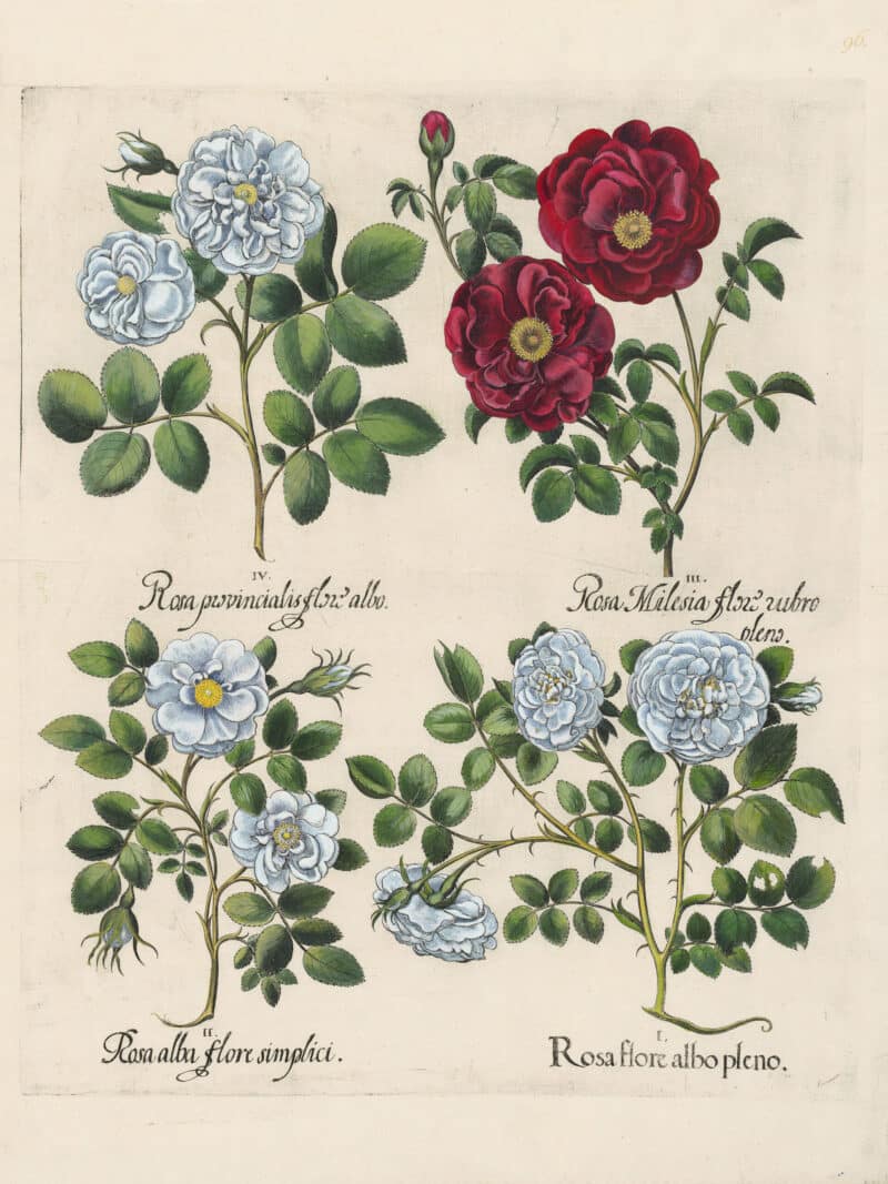 Besler Pl. 96, White Rose, Red Rose