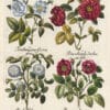 Besler Pl. 97, Old Frankfurt rose, Blush double-flowered rose, et al