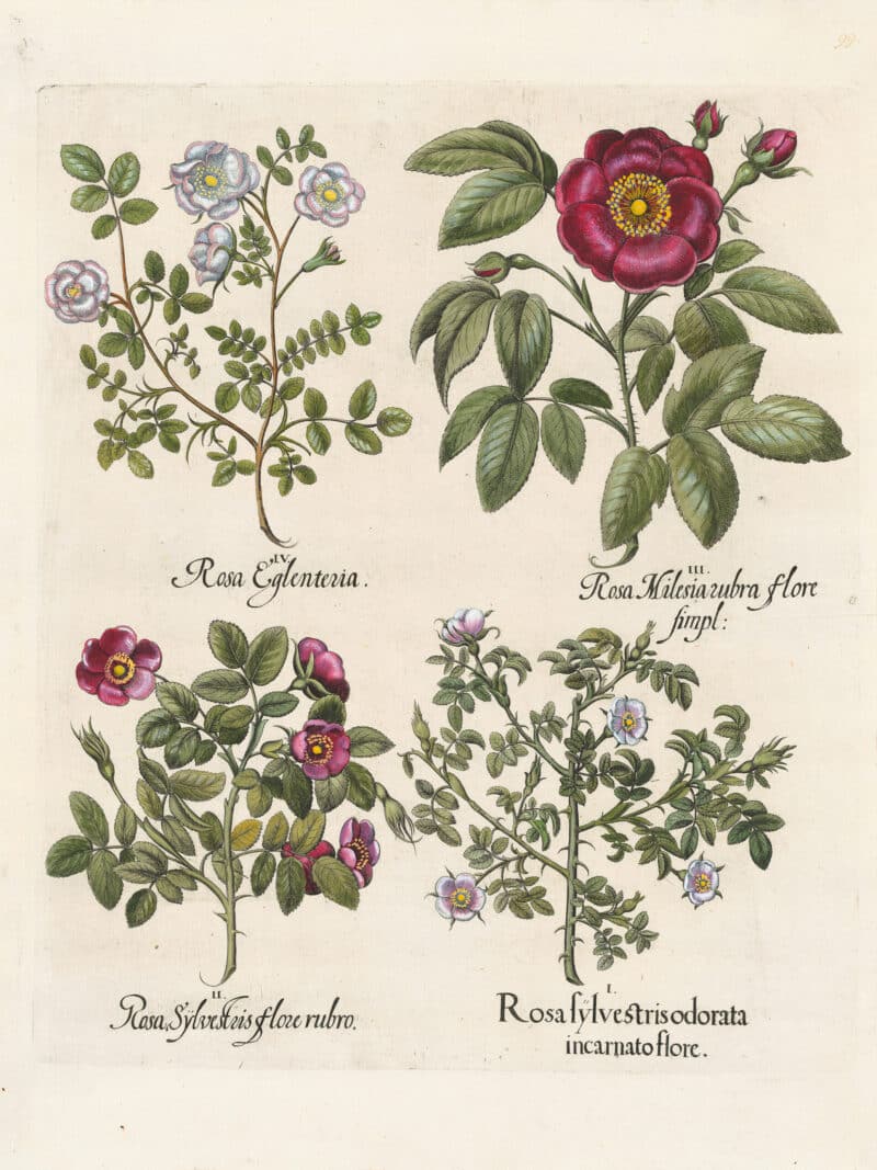 Besler Pl. 99, Eglantine (sweetbriar), Common dog rose, et al