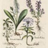 Besler Pl. 114, Butterfly orchid, Mountain bluet, Dragonhead et al