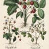Besler Pl. 116, Strawberry, White musk strawberry, Musk strawberry