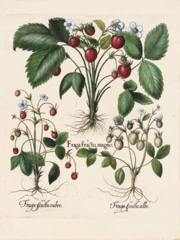 Besler Pl. 116, Strawberry, White musk strawberry, Musk strawberry