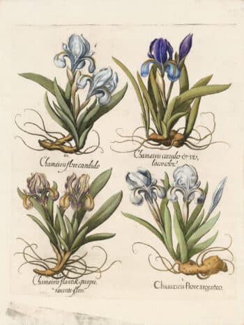 Besler Pl. 118, Silver-white dwarf bearded iris, et al
