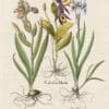 Besler Pl. 122, Lady's slipper, Blue variegated bearded iris, et al