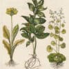 Besler Pl. 128, Alexandrian ruscus, Double-flowered primrose, et al