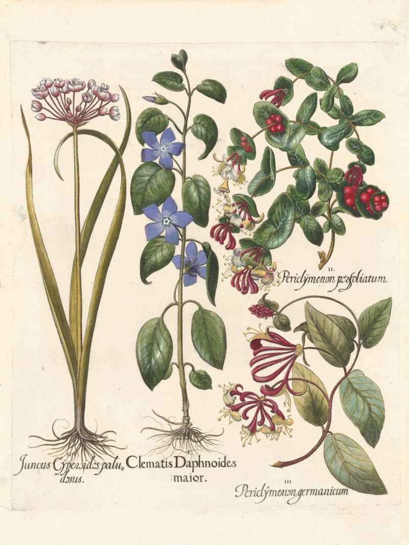 Besler Pl. 129, Large-flowered periwinkle, Common honeysuckle, et al