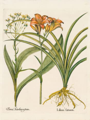Besler Pl. 133, Tawny daylily, Groundsel
