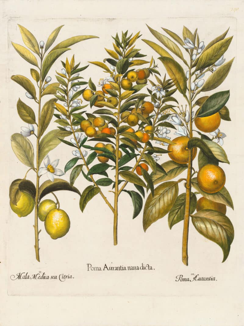 Besler Pl. 140, Seville orange, Citron, Orange