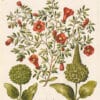 Besler Pl. 141, Plantain weed, Pomegranate in flower