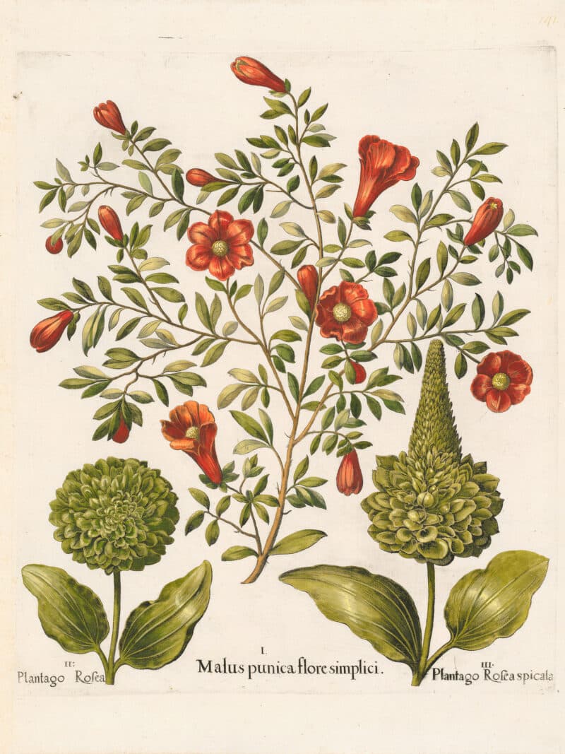 Besler Pl. 141, Plantain weed, Pomegranate in flower