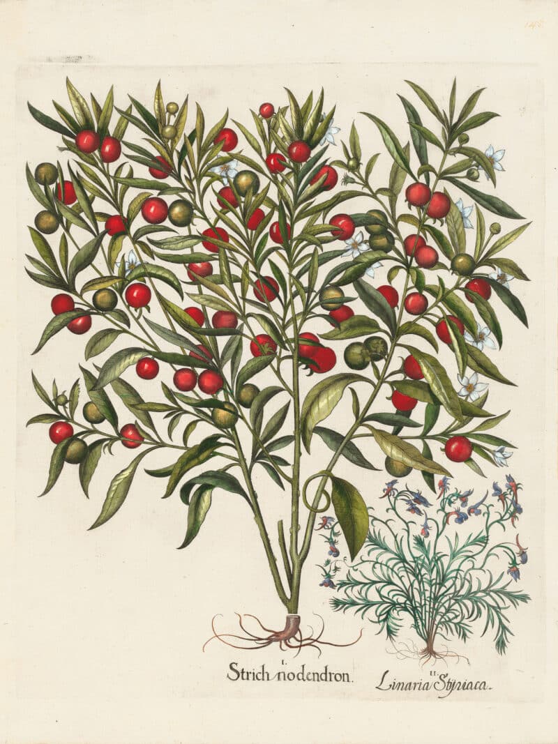 Besler Pl. 148, Jerusalem cherry, Alpine toadflax
