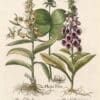 Besler Pl. 149, Herb paris, Common pink foxglove, Yellow foxglove