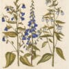 Besler Pl. 154, Creeping bellflower, Nettle-leaved bellflower, et al