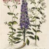 Besler Pl. 155, Chimney bellflower, White sweet william catchfly, et al