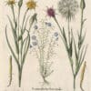 Besler Pl. 161, Blue alpine flax, Meadow salsify, Purple salsify