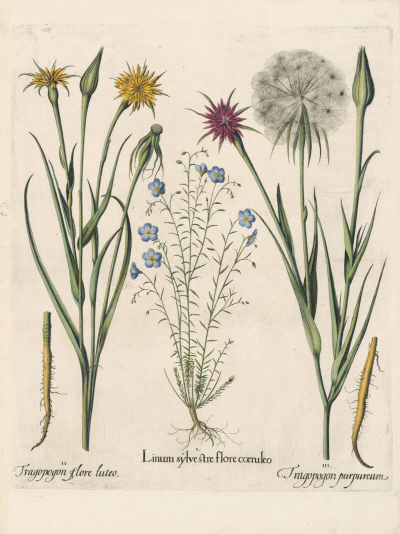 Besler Pl. 161, Blue alpine flax, Meadow salsify, Purple salsify