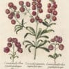 Besler Pl. 166, Double-flowered stocks with variegated, rose-colored flowers