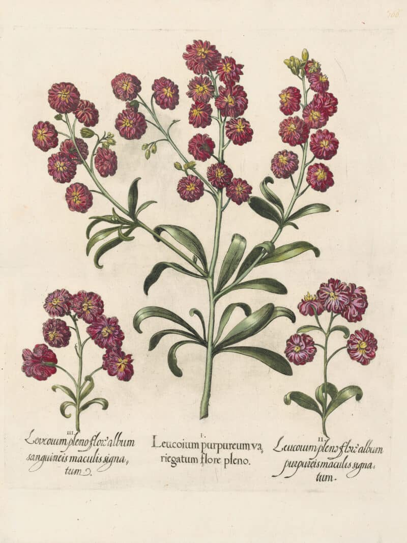 Besler Pl. 166, Double-flowered stocks with variegated, rose-colored flowers